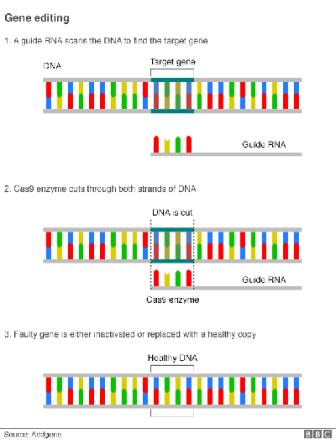 gene_editing_2-web.jpg