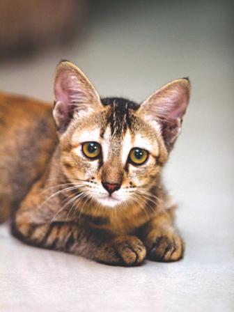 love_at_first_paw