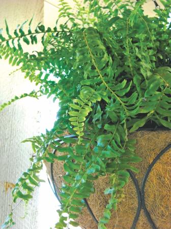 Natural air cleaners