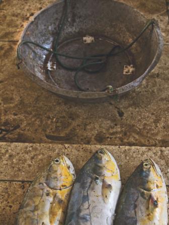 Surviving fish market