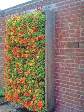 Wall plants