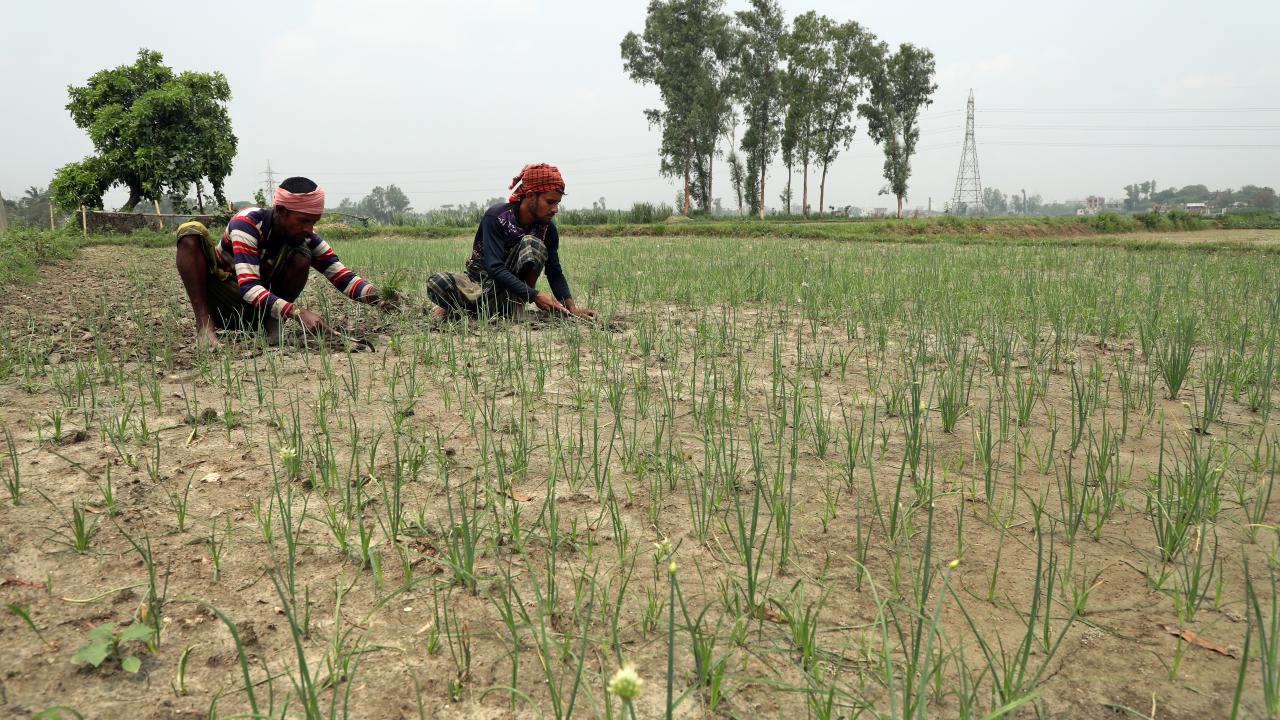 _chinese_vegetable_farming_mushurikhola_savar_photo_by_palash_khan_0006.jpg