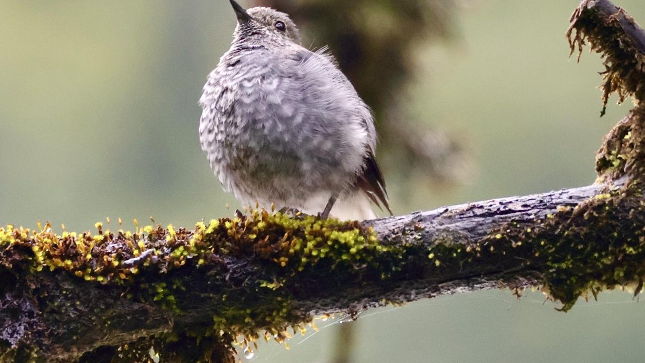 photo-kamrul_hasan_sajib_plumbeous_redstart_phoenicurus_fuliginosus.jpg